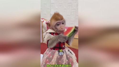 吃瓜猴哥,揭秘娱乐圈背后的那些事儿