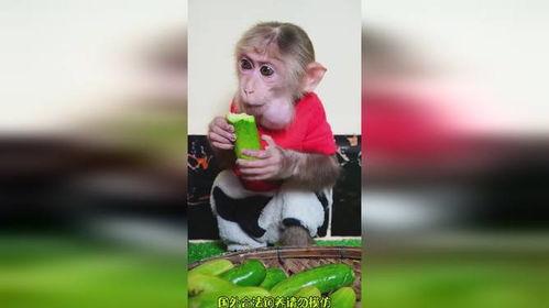 吃瓜猴哥,揭秘娱乐圈背后的那些事儿