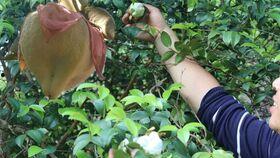 黑哥爆料吃瓜,娱乐圈惊天大瓜，真相令人震惊！