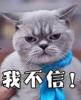 吃瓜视频搞笑猫,萌态百出，笑料连连