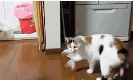 吃瓜视频搞笑猫,萌态百出，笑料连连