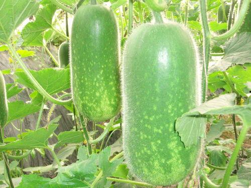 吃瓜的ZF,揭秘吃瓜群众视角下的政务风云