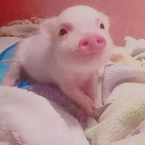 喂小乳猪吃瓜,温馨喂食小乳猪的温馨瞬间