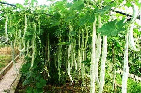 吃蛇瓜的危害,揭秘吃蛇瓜的危害与预防措施