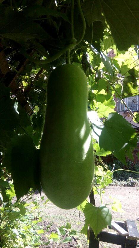 士瓜怎么吃,解锁美味新体验