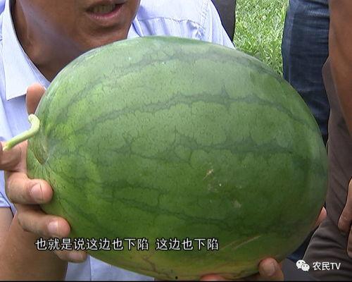 士瓜怎么吃,解锁美味新体验