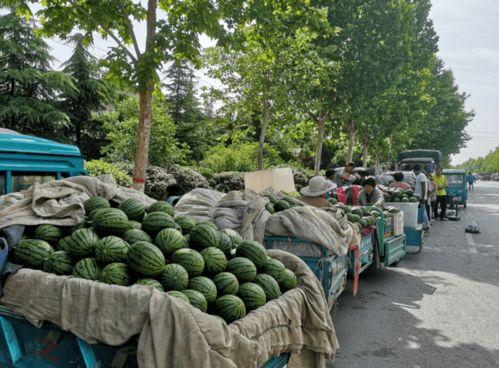 郑州中牟吃瓜,探寻郑州特色美食之旅