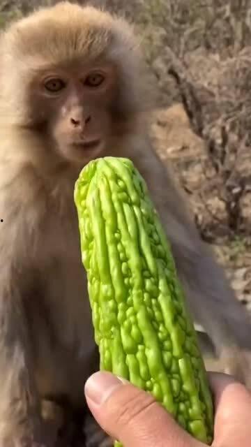 猴瓜尖怎么吃,猴瓜尖的多样食用方法探索