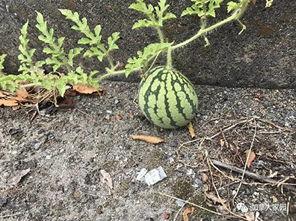 吃瓜历史图片,从古至今的吃瓜历史图鉴