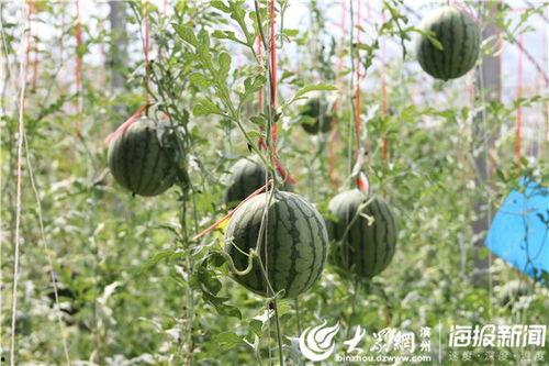 五一51吃瓜,51吃瓜盛宴！