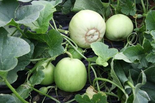 尼泊尔吃佛山瓜,体验地道中国美食之旅