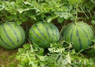 瓜地吃瓜的瓜,探寻“吃瓜”背后的瓜文化魅力