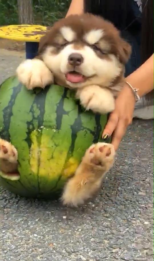 狗吃瓜段子,揭秘宠物界的趣味生活瞬间