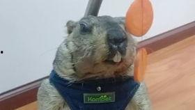 吃瓜真的美滋滋,享受生活之美