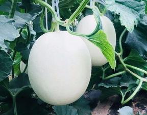 净爽吃瓜,揭秘娱乐圈幕后真相