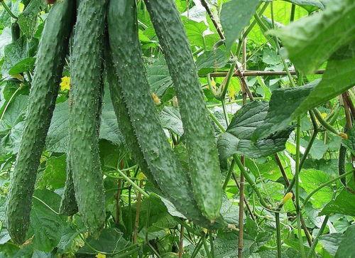 去世亲人吃瓜,那些年我们一起“吃瓜”的温馨回忆