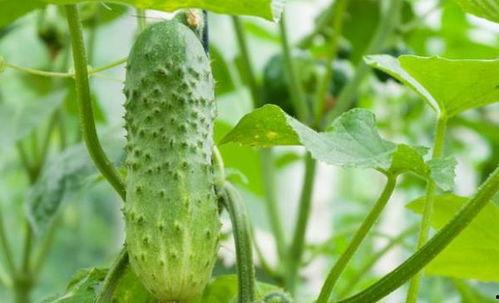 去世亲人吃瓜,那些年我们一起“吃瓜”的温馨回忆