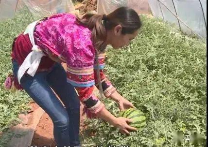 玉溪吃瓜事件,一场网络狂欢背后的真相与反思