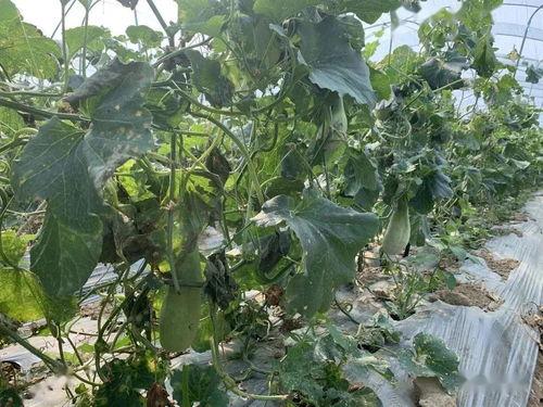 玉溪吃瓜事件,一场网络狂欢背后的真相与反思