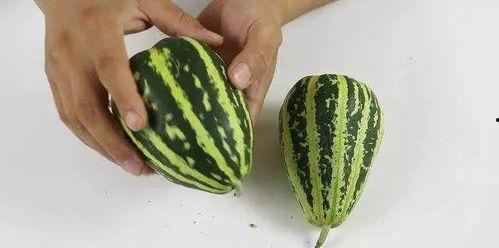 吃瓜神器甜瓜,夏日消暑的“吃瓜神器”