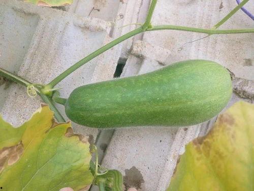 过度吃瓜致癌吗,过度“吃瓜”真的会致癌吗？揭秘日常饮食中的健康隐患