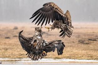 鹰酱吃瓜,揭秘国际风云中的趣味瞬间