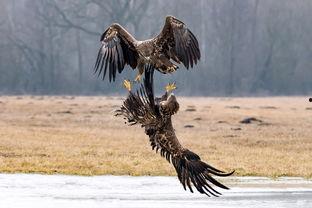 鹰酱吃瓜,揭秘国际风云中的趣味瞬间