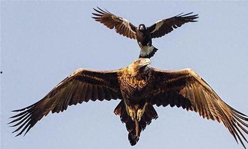 鹰酱吃瓜,揭秘国际风云中的趣味瞬间