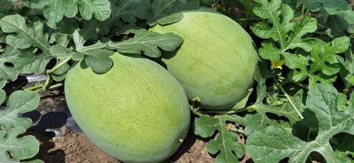 吃瓜切花,揭秘美食与艺术的跨界融合之旅