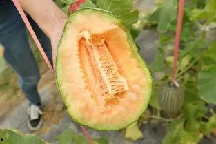 哈密瓜的瓜青怎么吃,哈密瓜瓜青的多彩食法探索