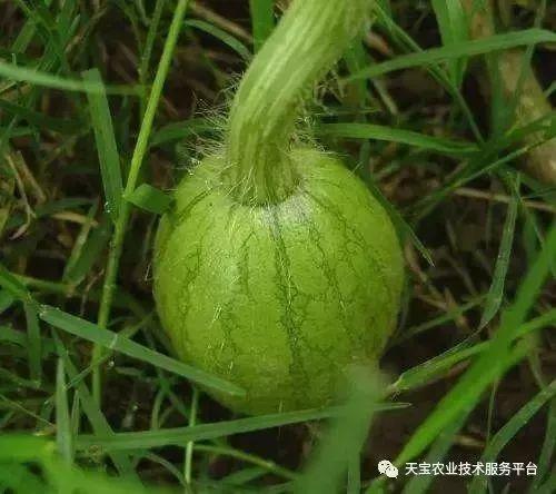 长垣吃瓜事件汇总,揭秘背后真相与网络舆论风暴