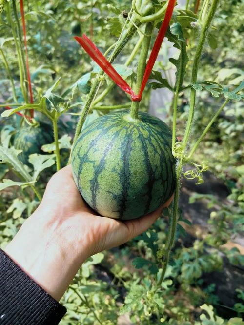 吃独角瓜,探寻独角瓜的独特风味之旅