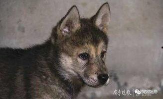 二哈当吃瓜群众,笑料百出！