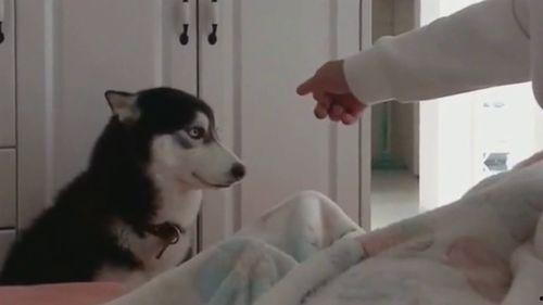 二哈当吃瓜群众,笑料百出！