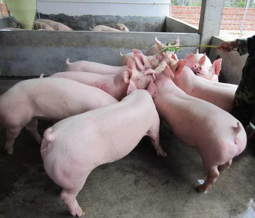 梦见用瓜喂猪吃瓜,瓜果飘香喂猪趣事