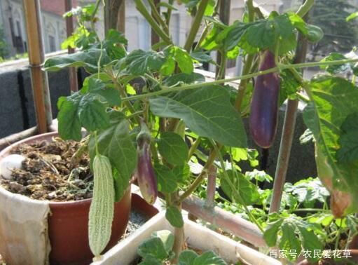 抱盆吃瓜,品味生活百态