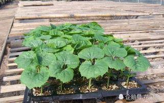 抱盆吃瓜,品味生活百态