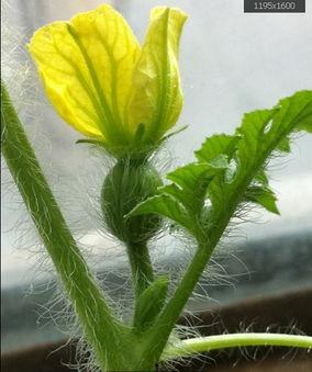 抱盆吃瓜,品味生活百态