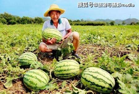 瓜农不敢吃瓜,食品安全背后的隐忧