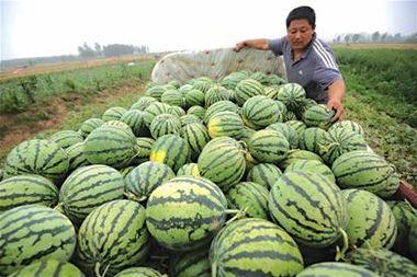 瓜农不敢吃瓜,食品安全背后的隐忧