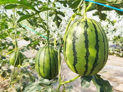 达达吃瓜,揭秘娱乐圈的甜蜜与苦涩