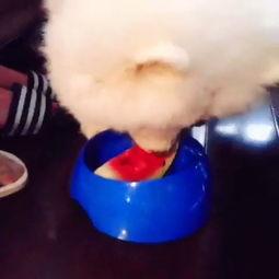 katrina在线吃瓜,揭秘娱乐圈幕后风云