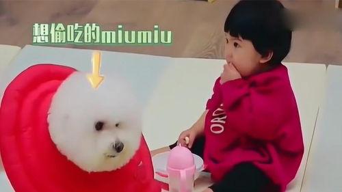 小花妞吃瓜,小花妞的瓜田奇遇记