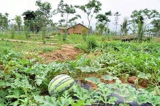 吃瓜趣味社,揭秘娱乐圈幕后故事，带你领略明星们的真实生活