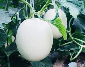 吃瓜得豆,揭秘瓜果中的营养宝藏