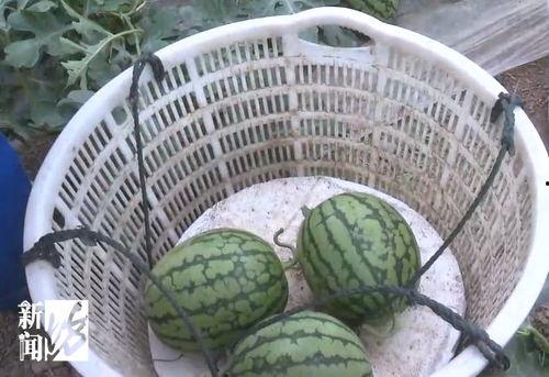 吃新鲜大瓜,畅享新鲜大瓜的清凉滋味