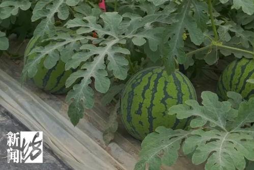 吃新鲜大瓜,畅享新鲜大瓜的清凉滋味