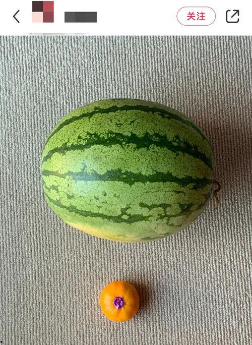 吃瓜老外轮船,一场跨国文化交流的奇妙之旅