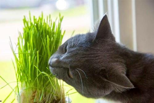 余江猫抓老鼠吃瓜,老鼠吃瓜，一场趣味横生的生态互动