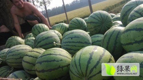 山东吃瓜微信圈,揭秘当地特色美食与民间趣事